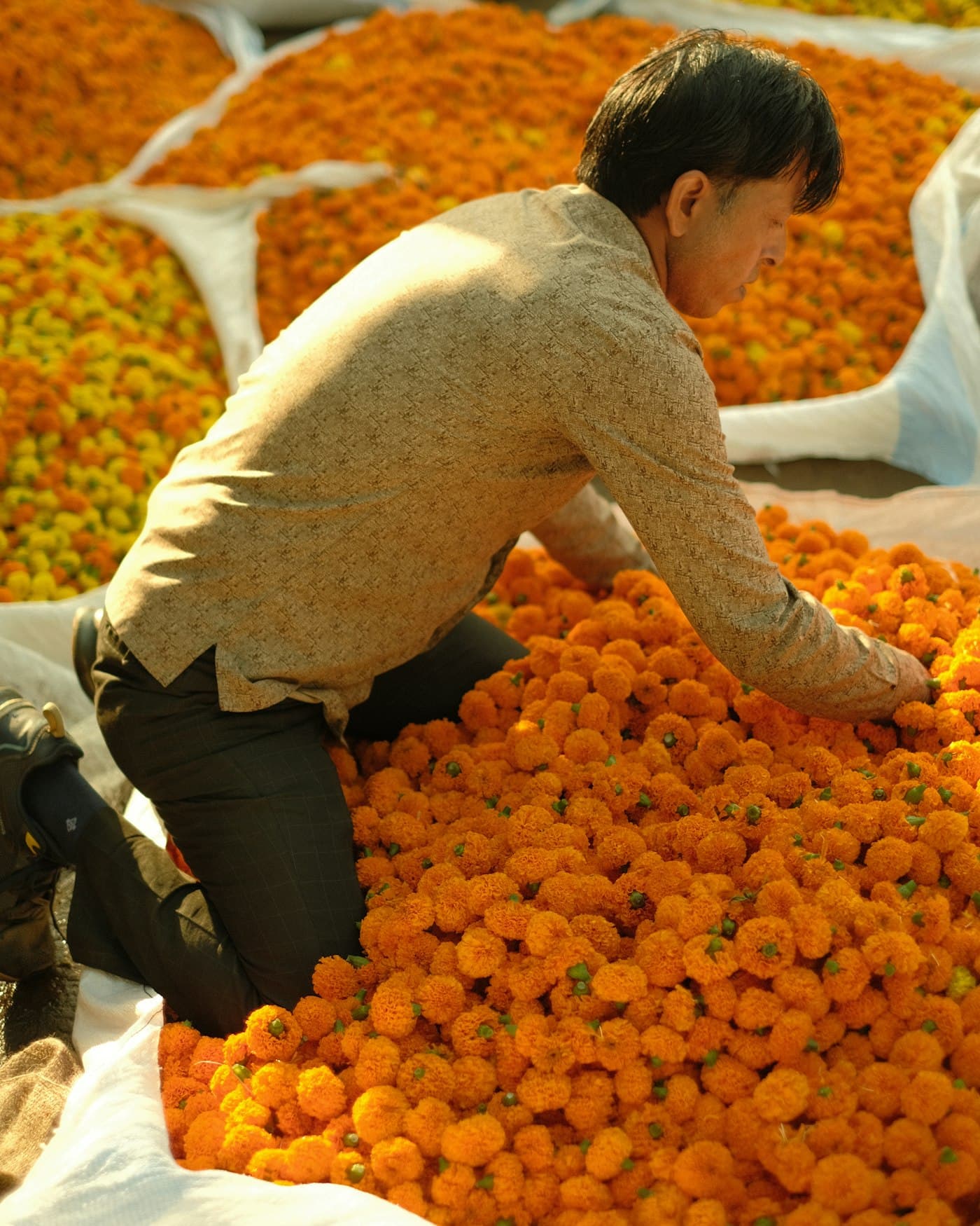 Hands lifting marigolds out of a sack